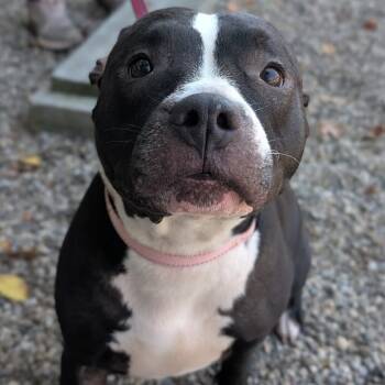 Rescue Mixed Breed Dogs for Adoption in West Olive, Michigan - Hibachi | PetCurious