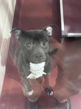 Pit Bull Terrier Dogs Available for Adoption - (88) | PetCurious