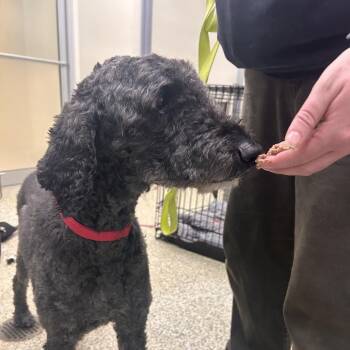 Bunny -  Standard Poodle Dog for Adoption in Bedford, New Hampshire - Bunny | PetCurious