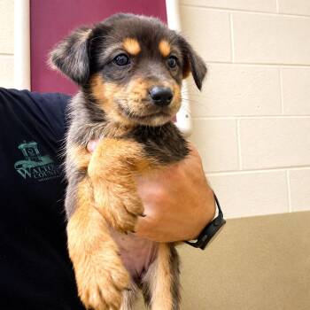 Kayo -  Australian Shepherd and Mixed Breed Dog for Adoption in Monroe, Georgia - Kayo | PetCurious