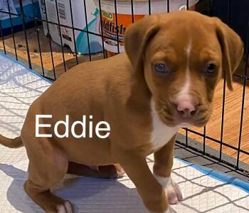 Eddie -  Pit Bull Terrier Dog for Adoption in Newport, Kentucky - Eddie | PetCurious