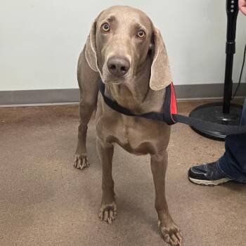 Luca -  Weimaraner and Mixed Breed Dog for Adoption in Chattanooga, Tennessee - Luca | PetCurious