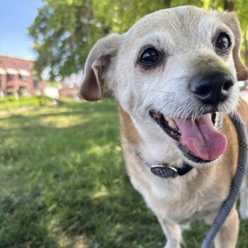 Rescue Chihuahua Dogs for Adoption in Salt Lake City, Utah - Nuggie | PetCurious