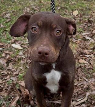 Labrador Retriever and Beagle Dogs Available for Adoption - Pup Hershey | PetCurious