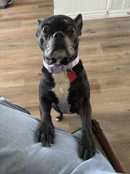 Boston Terrier and French Bulldog Dogs Available for Adoption - Baby | PetCurious