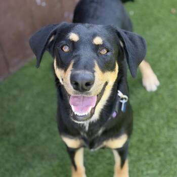 Carlinda -  Labrador Retriever and Shepherd Dog for Adoption in San Diego, California - Carlinda | PetCurious