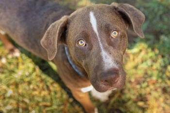 Eeyore -  Mixed Breed Dog Available for Adoption in Durham, North Carolina - Eeyore | PetCurious