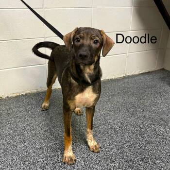 Doodle -  Mixed Breed Dog for Adoption in New York, New York - Doodle | PetCurious