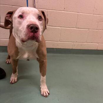 Mixed Breed Dogs Available for Adoption - Bubba Jones / COLLINS | PetCurious