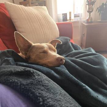 Mixed Breed Dogs Available for Adoption in Madison, Wisconsin - Milan | PetCurious