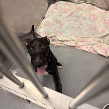 Hamburger Help Me -  Mixed Breed Dog for Adoption in Davenport, Iowa - Hamburger Help Me | PetCurious