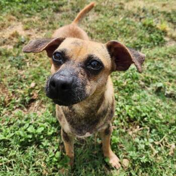 Danni -  Chihuahua and Mixed Breed Dog for Adoption in Corpus Christi, Texas - Danni | PetCurious