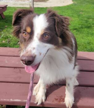 Opal -  Australian Shepherd Dog for Adoption in Lisbon, Ohio - Opal | PetCurious