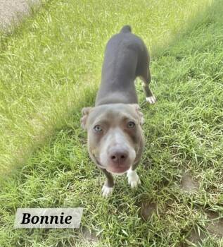 Bonnie -  American Staffordshire Terrier Dog for Adoption in Manchester, Connecticut - Bonnie | PetCurious