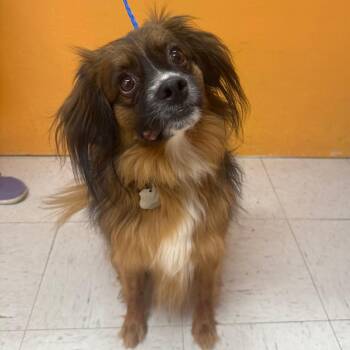 THEODORE (AKA TEDDY) -  Japanese Chin and Cocker Spaniel Dog for Adoption in Joshua Tree, California - THEODORE (AKA TEDDY) | PetCurious