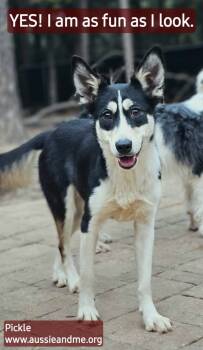 Rescue Australian Shepherd and Siberian Husky Dogs for Adoption in Nokomis, Florida - Pickle | PetCurious