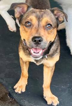 Chachi -  Beagle Dog for Adoption in Dallas, Texas - Chachi | PetCurious