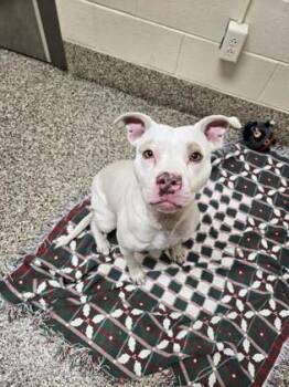 Jewel -  Pit Bull Terrier and Mixed Breed Dog for Adoption in Westland, Michigan - Jewel | PetCurious