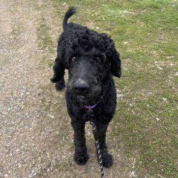 Standard Poodle Dogs Available for Adoption - Shadow | PetCurious