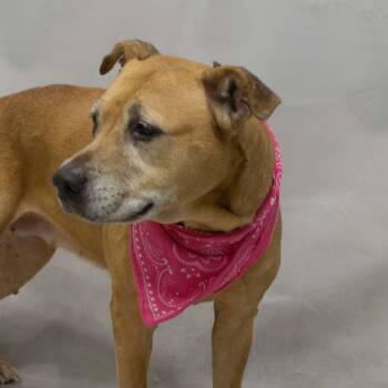 Diamond -  Rhodesian Ridgeback and Terrier Dog for Adoption in Sanford, Florida - Diamond | PetCurious