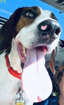 Rescue Coonhound Dogs for Adoption in Roxbury Township, New Jersey - Ruby Kay | PetCurious