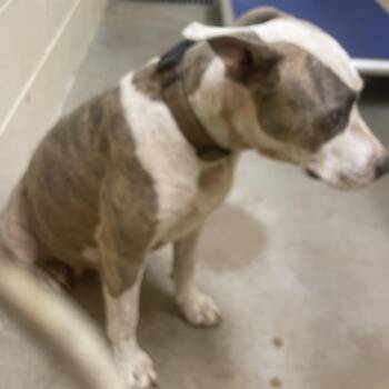Rosie -  Pit Bull Terrier and Mixed Breed Dog for Adoption in Palestine, Texas - Rosie | PetCurious