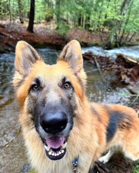 German Shepherd Dog Dogs Available for Adoption - Atlas | PetCurious