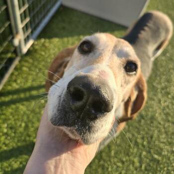 Rescue Foxhound Dogs for Adoption in Columbus, Ohio - Prudence | PetCurious