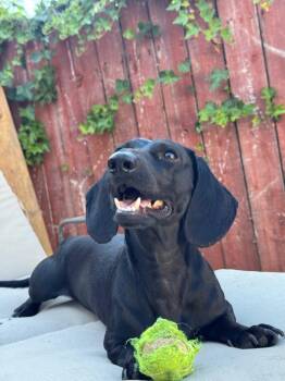 Shadow -  Dachshund Dog for Adoption in Portland, Oregon - Shadow | PetCurious
