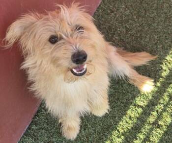 Alex -  Cairn Terrier and Terrier Dog for Adoption in Carrollton, Texas - Alex | PetCurious