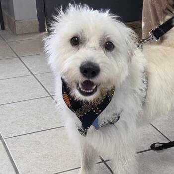 Ren -  Shih Tzu and Mixed Breed Dog for Adoption in Camden, Delaware - Ren | PetCurious