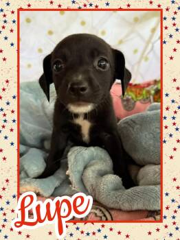 Lupe -  Beagle and Chihuahua Dog for Adoption in Ringwood, New Jersey - Lupe | PetCurious