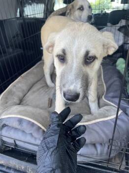 Labrador Retriever Dogs Available for Adoption in Stockton, California - A376009 | PetCurious