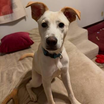 Mixed Breed Dogs Available for Adoption in Memphis, Tennessee - Meeker | PetCurious