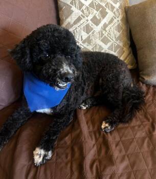 Rescue Miniature Poodle Dogs for Adoption in Los Angeles, California - Tommy Available At Charlie