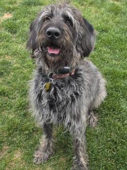 Labrador Retriever and Poodle Dogs Available for Adoption in Salt Lake City, Utah - Dre | PetCurious