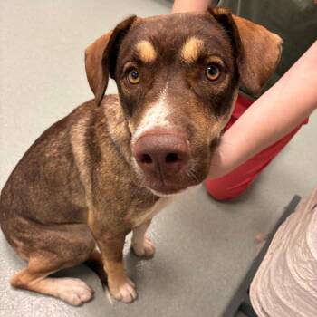 Andy -  Mountain Cur and Mixed Breed Dog for Adoption in Abilene, Texas - Andy | PetCurious