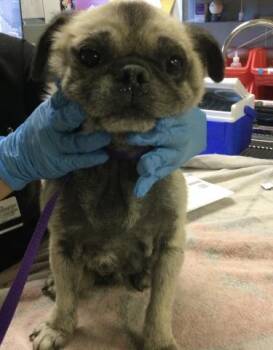 PABLITO -  Pug and Mixed Breed Dog for Adoption in Riverside, California - PABLITO | PetCurious