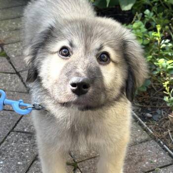 Tank -  Great Pyrenees Dog for Adoption in South Plainfield, New Jersey - Tank | PetCurious