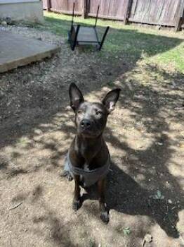 RANCH -  American Staffordshire Terrier Dog for Adoption in San Antonio, Texas - RANCH | PetCurious