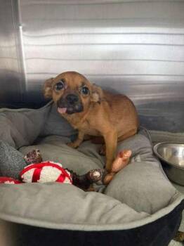 Dolly -  Chihuahua and Mixed Breed Dog for Adoption in North Miami Beach, Florida - Dolly | PetCurious