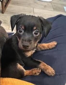 Rescue Chihuahua and Dachshund Dogs for Adoption in Plainfield, Illinois - Simon | PetCurious