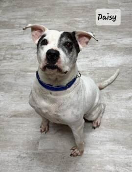 Boxer and Pit Bull Terrier Dogs Available for Adoption in Urbana, Ohio - Daisy | PetCurious