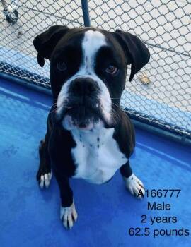 Boxer and Mixed Breed Dogs Available for Adoption - Wrangler | PetCurious