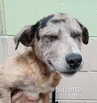 Catahoula Leopard Dog Dogs Available for Adoption in Maynardville, Tennessee - Suzette | PetCurious