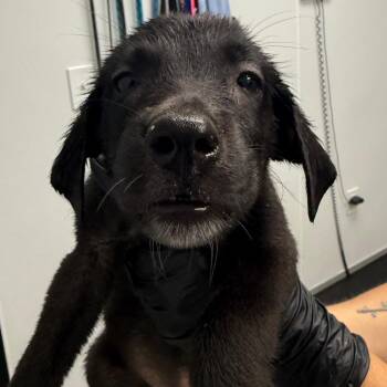 Amy -  Labrador Retriever and German Shepherd Dog Dog for Adoption in Abilene, Texas - Amy | PetCurious