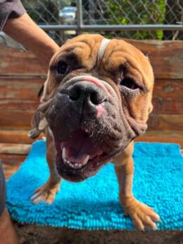 Tyson - NH -  English Bulldog and Boxer Dog for Adoption in Bryan, Texas - Tyson - NH | PetCurious
