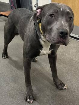 Pit Bull Terrier and Mixed Breed Dogs Available for Adoption - TUCKER | PetCurious