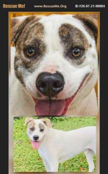 T-Boz -  American Staffordshire Terrier and American Bulldog Dog for Adoption in Boca Raton, Florida - T-Boz | PetCurious