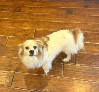 Jake -  Chihuahua Dog for Adoption in New Bern, North Carolina - Jake | PetCurious